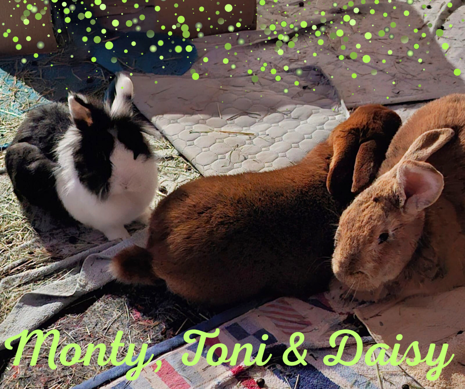 Monty, Daisy und Toni