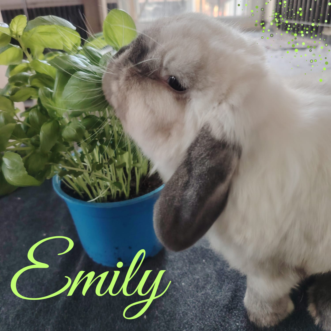 Neues von Emily
