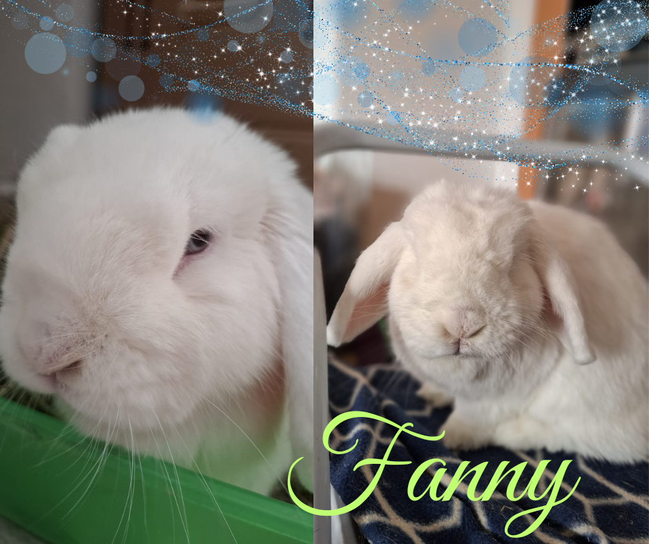 Fannys Zahnkorrektur