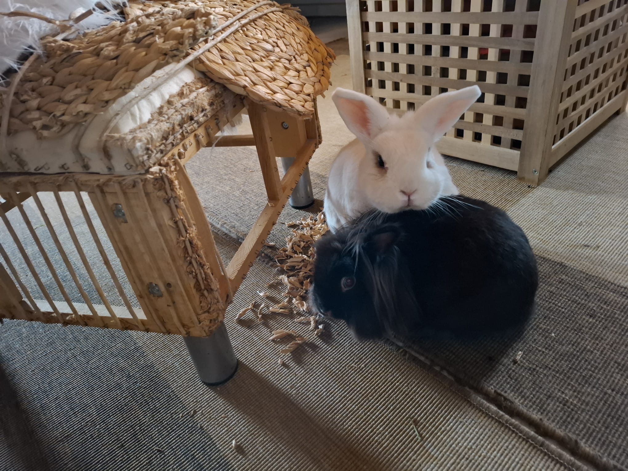 Geburtstagsgeschenk für Hexi und Flocki