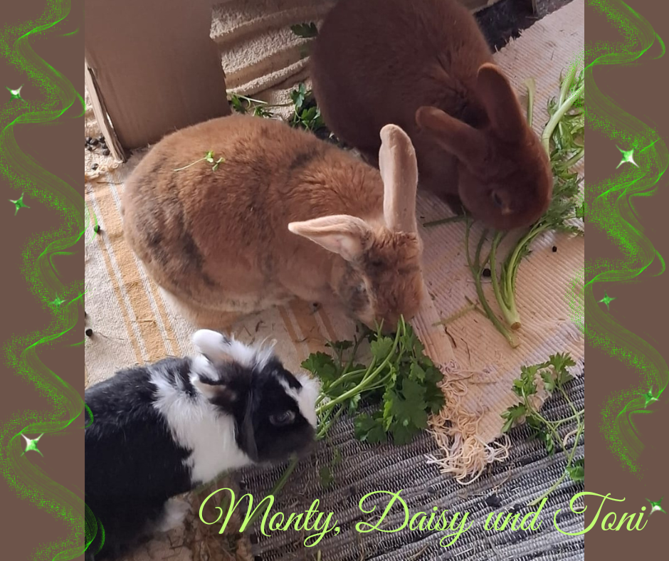 Update: Toni und Daisy