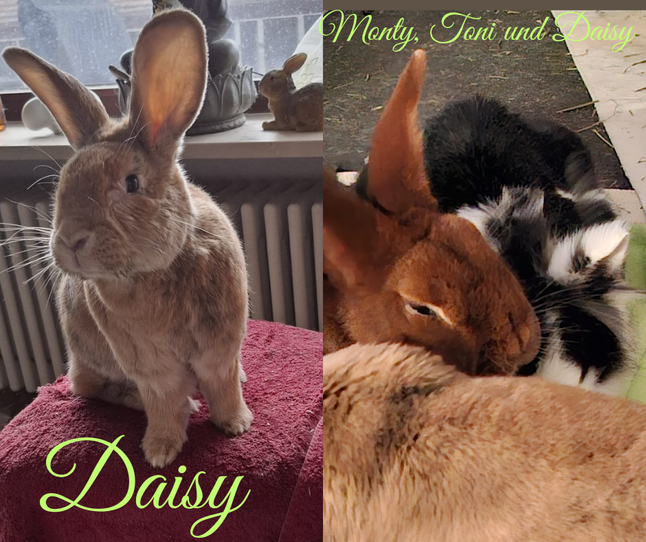 Update: Daisy, Toni und Monty