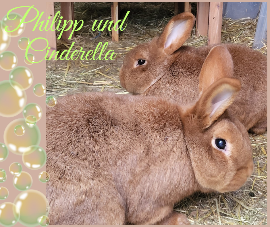 Philipp und Cinderella