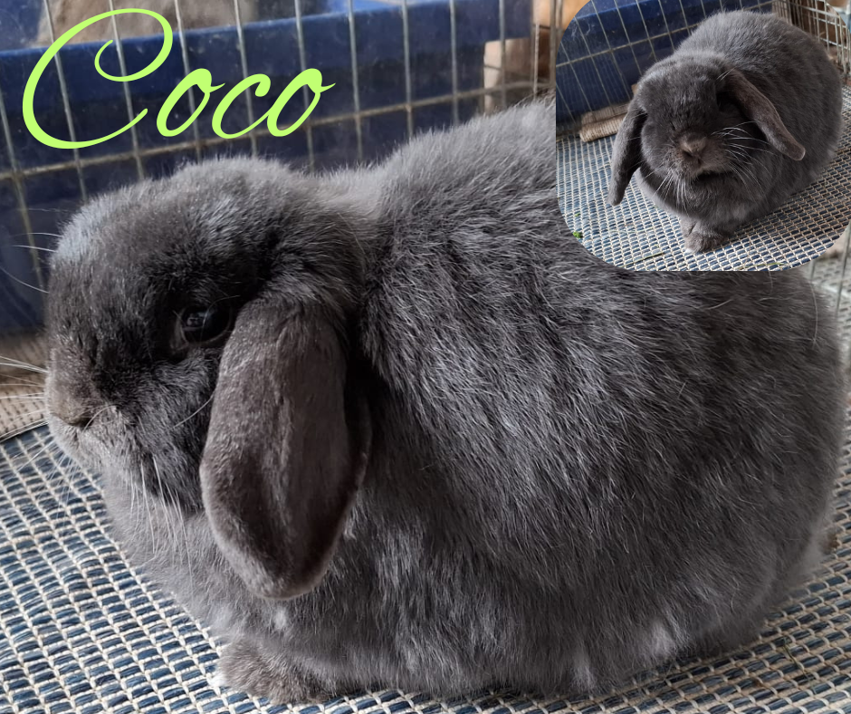 Rückkehrer: Coco