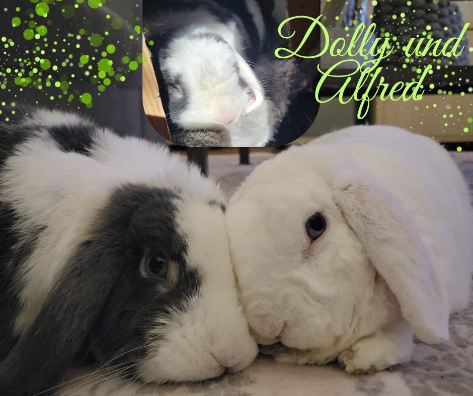 Vermittelt: Dolly