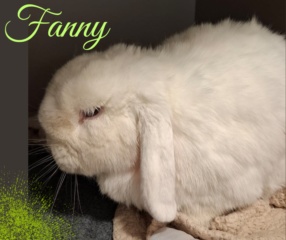 Update Fanny