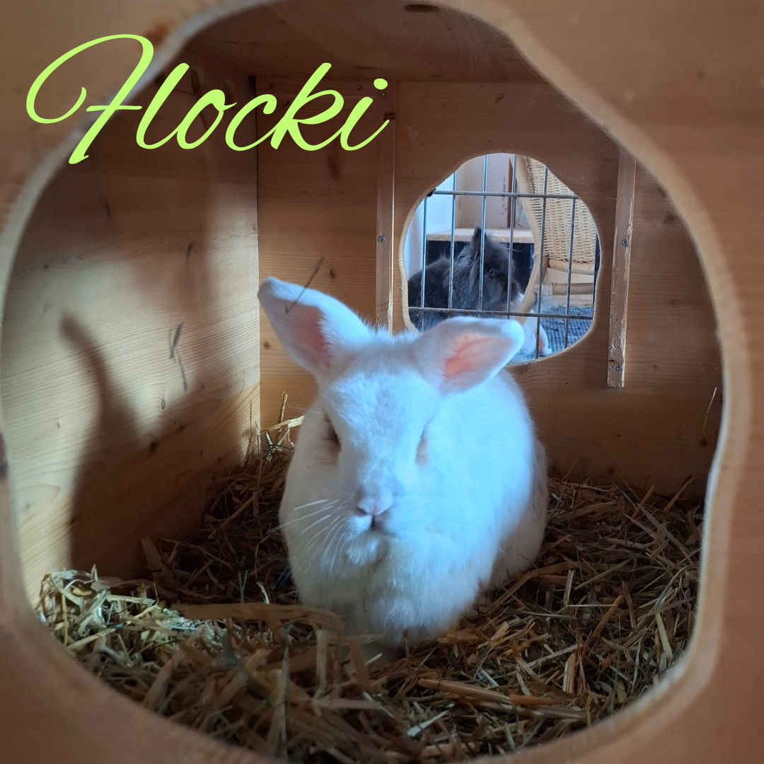 Flocki buddelt gerne