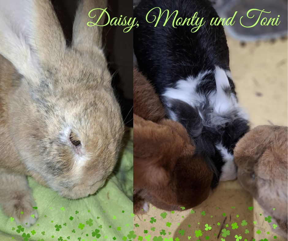 Update: Daisy, Toni und Monty