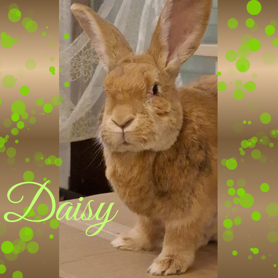 Daisy – Kämpferin mit Herz