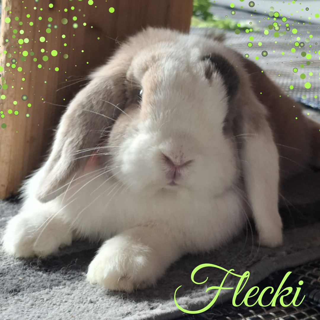 Flecki war beim Tierarzt