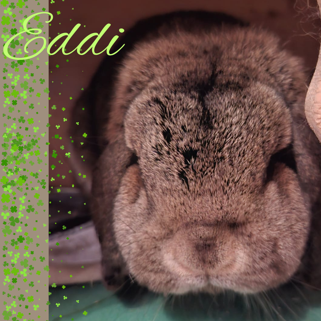 Eddi – der sensible