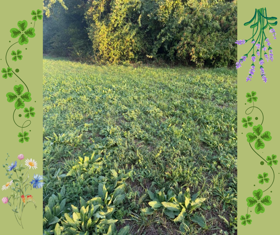 Erholte Wiese