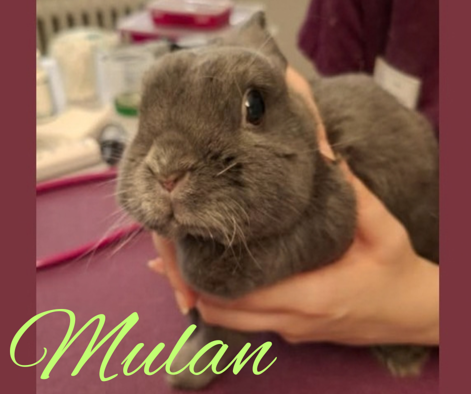 Mulan Update